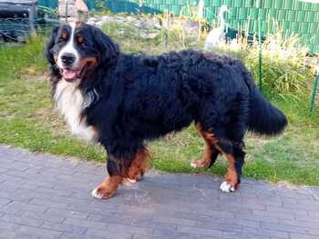 fedor von den bruener hoehen